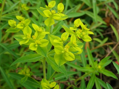 Euphorbia 'Lesliei'